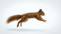 Red squirrel jumping in mid-air with fluffy tail extended, isolated on white background for wildlife and nature designs.