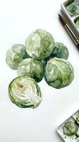 Watercolor painting of fresh green cabbage heads arranged on white background with artist palette visible, suitable for culinary and food illustration projects.