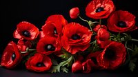 Vibrant red poppies with dark centers arranged on black background, creating dramatic contrast for remembrance, memorial, or floral design.