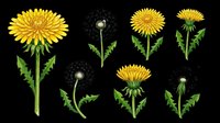 Dandelion and gerbera daisy flowers isolated on transparent background, ready for t-shirt design, clipart, stickers, sublimation and print-on-demand projects.