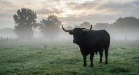 Black bull standing in misty morning pasture with dramatic sunrise sky and fog rolling across rural farmland creating atmospheric countryside scene.