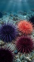 Colorful sea urchins on ocean floor with sunlight rays filtering through water creating underwater marine ecosystem scene for educational content.