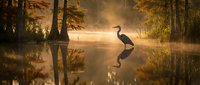 Serene heron stands in misty swamp waters at golden sunrise, creating perfect reflection among cypress trees in peaceful wetland wilderness scene.