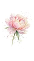 Watercolor pink peony flower with green leaves and paint splatters on white background for wedding invitations and feminine designs.