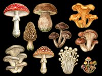 Mushroom and toadstool collection isolated on transparent background. Includes red amanita, porcini, chanterelle, oyster, and various edible and poisonous fungi species. Ready for clipart, t-shirt design, stickers, and print-on-demand projects.