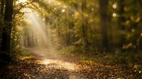Sunlit forest path lined with golden autumn leaves and tall trees, creating a serene woodland scene with natural light filtering through branches.