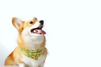 Happy Welsh Corgi dog wearing green bandana looking up with open mouth and tongue out against white background, isolated with copy space for text.