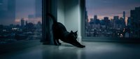 Black cat stretching on modern apartment floor with expansive city skyline visible through floor-to-ceiling windows at dusk, urban living concept.