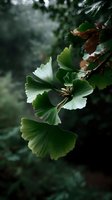 Fan-shaped ginkgo biloba leaves in moody forest setting with dark green background, showcasing natural botanical details.
