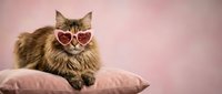 Adorable fluffy Maine Coon cat wearing heart-shaped sunglasses sitting on pink cushion against soft pink background for Valentine's Day themed designs.