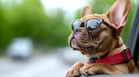 French Bulldog wearing sunglasses and red collar looking up with confident expression against blurred green background, capturing stylish pet personality.