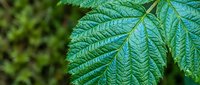 Fresh green leaves with detailed texture and natural lighting creating organic botanical background for nature and environmental design projects.