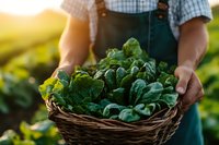 Fresh organic spinach leaves in wicker basket held by farmer in green overalls during sunset harvest time in vegetable garden, sustainable agriculture.