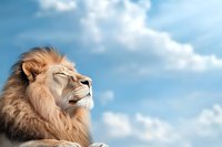 Majestic male lion with thick mane against blue cloudy sky background, looking upward with proud expression, symbolizing leadership, strength and power.