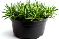Fresh rosemary herb growing in black plastic pot isolated on white background, aromatic culinary plant with green needle-like leaves for cooking and gardening.