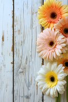 Fresh gerbera daisies in pastel yellow, pink and white colors arranged on rustic white wooden background, creating romantic spring composition with copy space.