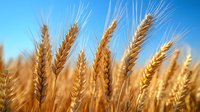 Golden wheat ears against bright blue sky, close-up view of ripe cereal crop in sunlight showing agricultural harvest and farm production background.