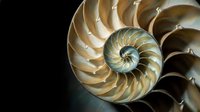 Nautilus shell cross-section showing golden spiral chambers and natural fibonacci pattern on dark background for mathematical and scientific concepts.