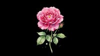 Pink peony flower with green stem and leaves isolated on transparent background, ready for t-shirt design, clipart, stickers, sublimation and print-on-demand projects.