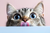 Close up portrait of playful Siamese mix cat with bright blue eyes licking nose against pastel background. Funny pet facial expression showing pink tongue.