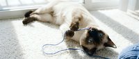 Playful young cat with brown and white markings lying on carpet, holding blue string toy, interacting with person in blue clothing by window.