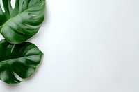 Fresh green monstera leaves on white background, isolated with copy space for text. Minimal botanical composition for natural design projects.