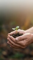 Mature adult male hands holding young seedling with soil, symbolizing growth, environmental care, and sustainable agriculture for eco-friendly projects.