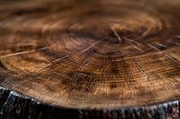 Close-up macro view of natural wood grain texture on cross section cut showing annual growth rings and organic patterns in brown tones.