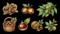 Chestnut and hazelnut botanical illustrations isolated on transparent background. Ready for clipart, t-shirt design, stickers, print-on-demand products, and sublimation projects.