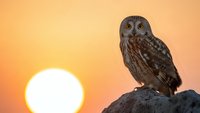 Small brown owl perched on rocky surface against warm orange sunset sky with bright sun disc creating peaceful wildlife scene for nature photography.