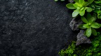 Dark stone or slate background with fresh green succulent plants and moss growing along edge, creating natural border composition for spa and wellness designs.