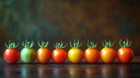 Fresh colorful cherry tomatoes lined up in rainbow gradient from red to green to yellow and orange on dark wooden surface, food photography for healthy eating.