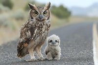 Adult great horned owl standing protectively next to small owlet chick on asphalt road against blurred natural background, showcasing wildlife parenting behavior.