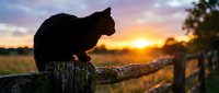 Black cat silhouette sitting on wooden fence post at golden sunset in rural countryside with dramatic sky colors and pastoral landscape background.