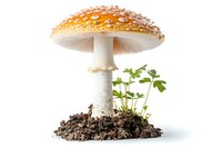 Orange spotted mushroom growing in soil with green plant sprouts, isolated on white background for nature and botanical designs.
