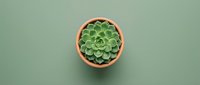 Succulent plant in terracotta pot on sage green background, overhead view. Isolated for design use on websites, blogs, home decor projects and botanical content.