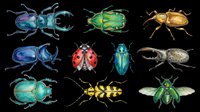 Colorful beetle and bug collection isolated on transparent background, ready for clipart, stickers, t-shirt design, print on demand, and sublimation projects.