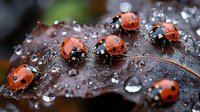 Ladybugs on dark wet autumn leaf with water drops and morning dew, macro photography nature background showing delicate details and natural patterns.