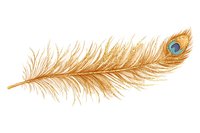 Golden peacock feather with vibrant blue and green eye isolated on white background, perfect for decorative design projects.