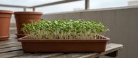 Young seedlings growing in terracotta tray on wooden surface, ideal for gardening, agriculture, and spring planting projects.