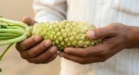 Farmer with dark skin tone holding fresh yellow corn cob with green husks in both hands against neutral background, showcasing harvest produce.
