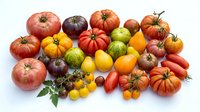 Colorful heirloom tomato varieties collection isolated on white background. Fresh organic vegetables for cooking, salads and healthy eating concepts.