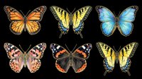 Colorful butterfly collection featuring six isolated species including monarch, swallowtail, and morpho butterflies on transparent background. Ready for clipart, t-shirt design, stickers, sublimation, and print-on-demand projects.