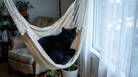 Black cat relaxing in white hammock near sunny window, domestic pet lounging indoors for lifestyle and home decor content.