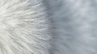 Close-up macro view of soft white and gray animal fur texture with fine detailed strands creating natural pattern for backgrounds and design projects.