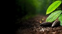 Fresh cocoa beans on dark fertile soil with vibrant green leaves and natural sunlight, agricultural concept showing raw chocolate origins and sustainable farming.