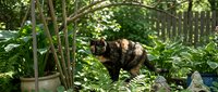 Tortoiseshell cat walking through a lush green garden surrounded by ferns, potted plants, and wooden fence in soft natural light.