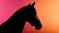 Dramatic silhouette of horse head against vibrant pink and orange gradient background, creating powerful contrast for equestrian themes.
