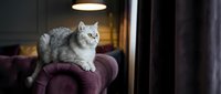 Gray tabby cat sitting on burgundy velvet armchair in cozy living room with warm lighting creating peaceful domestic atmosphere for pet lovers.