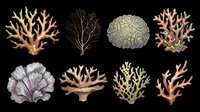 Coral and seaweed collection isolated on transparent background. Eight hand-drawn marine organisms in various styles, ready for clipart, t-shirt design, stickers, sublimation and print-on-demand projects.